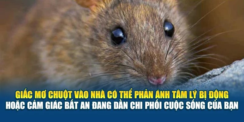 Giấc mơ chuột vào nhà có thể phản ánh tâm lý bị động hoặc cảm giác bất an đang dần chi phối cuộc sống của bạn