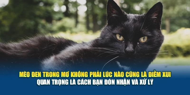 Mèo đen trong mơ không phải lúc nào cũng là điềm xui – quan trọng là cách bạn đón nhận và xử lý