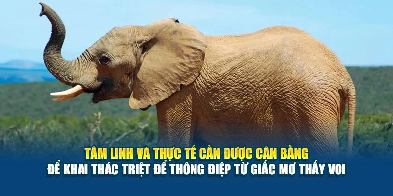 Tâm linh và thực tế cần được cân bằng để khai thác triệt để thông điệp từ giấc mơ thấy voi